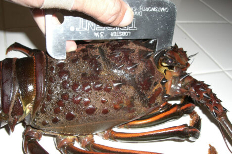 An argument for adding an upper size limit for Spiny Lobster to California Department of Fish and Wildlife regulations.