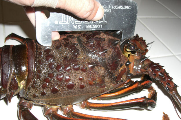 An argument for adding an upper size limit for Spiny Lobster to California Department of Fish and Wildlife regulations.